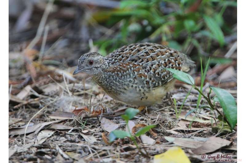 Reintroduced Marsupials Present New Threat to Ground‑Dwelling Birds in Southwestern Australia