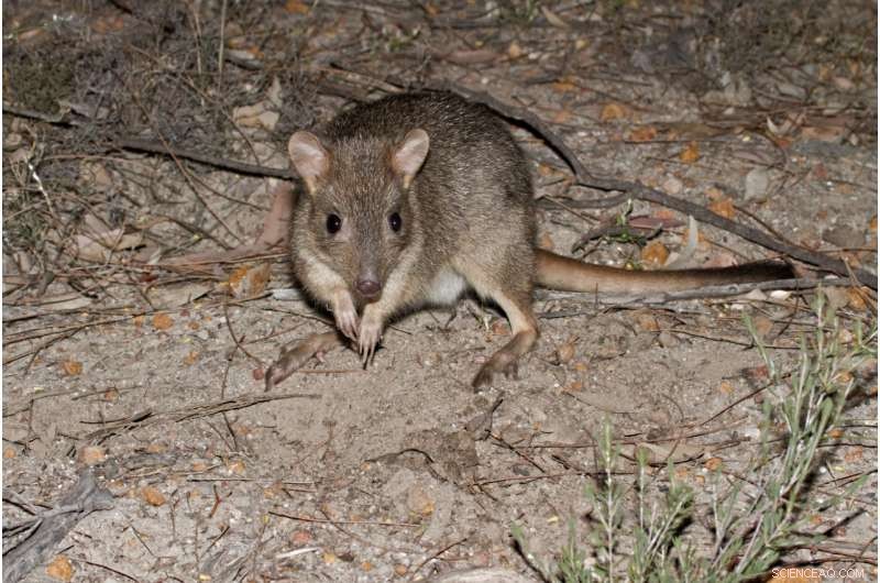 Reintroduced Marsupials Present New Threat to Ground‑Dwelling Birds in Southwestern Australia