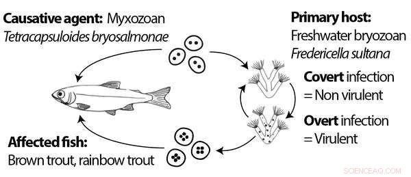 Tracking the Parasite Threatening Freshwater Fish Populations