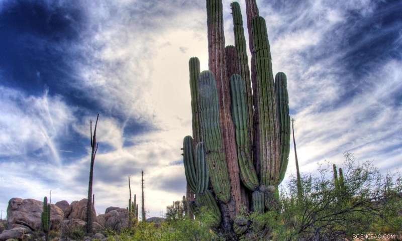 Unveiling the Complex Past of the Saguaro and Other Towering Cacti