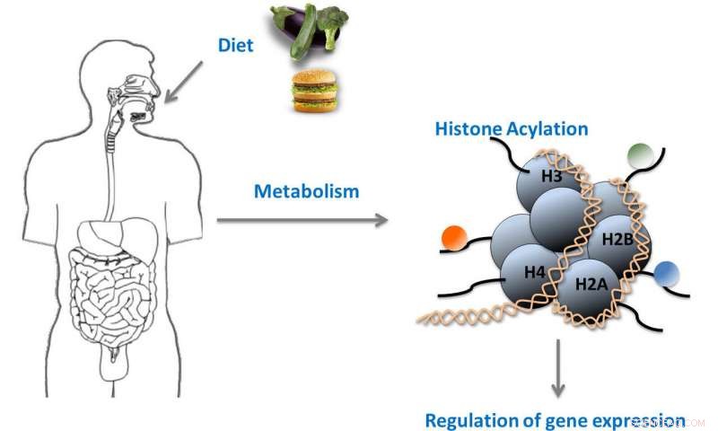 New Histone Modifications Link Metabolism to Gene Regulation