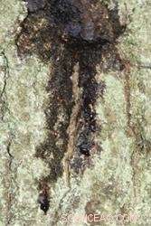 Researchers Pinpoint Cause of Oak Stem Bleeding Disease