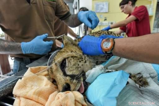 Singapore Zoo Provides Compassionate Care for Aging Animals