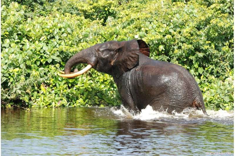 Central Africa s Forest Elephants Face Collapse: WWF Conservation Census