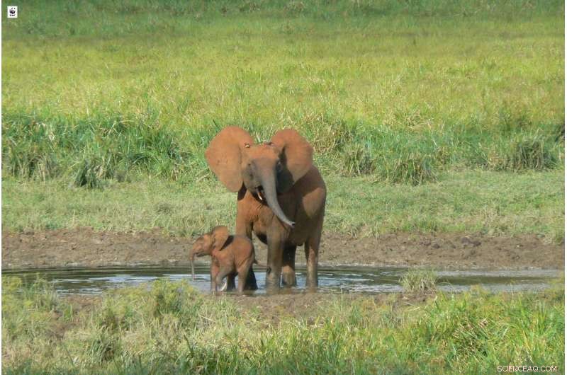 Central Africa s Forest Elephants Face Collapse: WWF Conservation Census