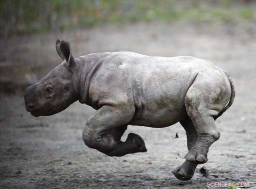 Czech Zoo Celebrates Birth of Endangered Eastern Black Rhino, a Step Toward Conservation