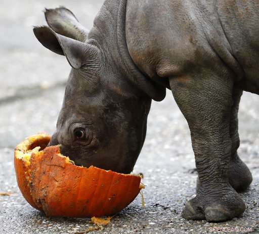 Czech Zoo Celebrates Birth of Endangered Eastern Black Rhino, a Step Toward Conservation