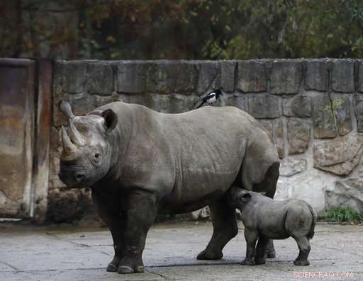 Czech Zoo Celebrates Birth of Endangered Eastern Black Rhino, a Step Toward Conservation
