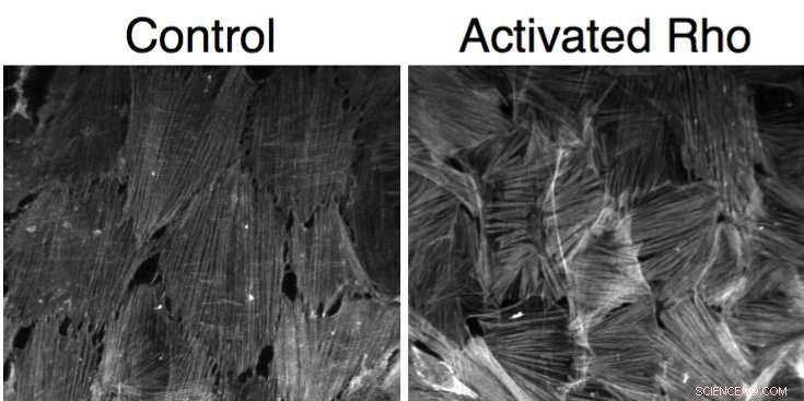 How Cellular Geometry Shapes Cell Behavior – New Research Reveals Physics Behind It