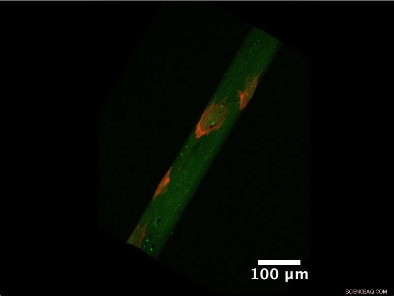 How Cellular Geometry Shapes Cell Behavior – New Research Reveals Physics Behind It