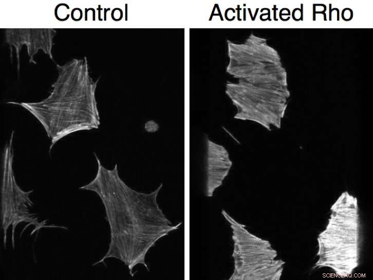 How Cellular Geometry Shapes Cell Behavior – New Research Reveals Physics Behind It