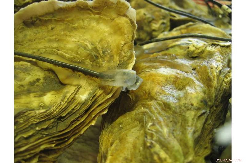 Oysters Respond to Low‑Frequency Marine Noise by Closing Their Shells