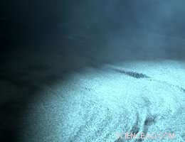 Surviving the Deep: How Sub‑Seafloor Microbes Scavenge for Life