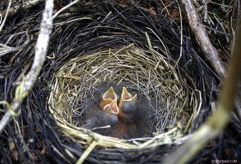Golden-Crowned Sparrow Chicks Identify Songs from a Single Note
