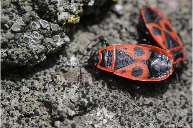 How Insects Teach Us Resilience: Lessons from Their Adaptation Strategies