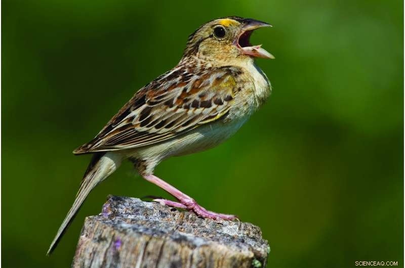 Two Rare Bird Species Face Extinction Threat After Devastating Hurricanes