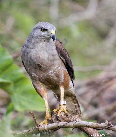 Ridgway s Hawks Thrive After Translocation to Hispaniola