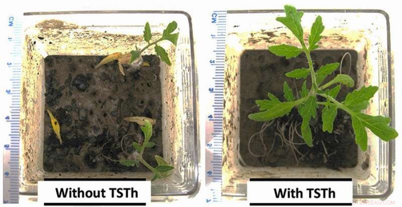 Eco-Friendly Fungus Strain Cleans Oil Spills, Revitalizing Alberta s Oilsands