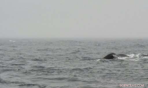 Whales Take Center Stage in Iceland’s Thriving Ecotourism Boom