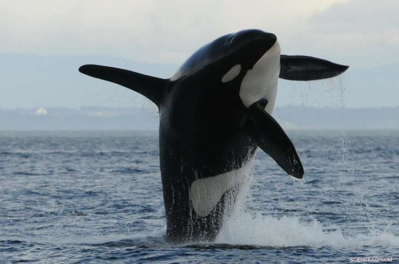Male Killer Whales Face Higher Mortality Without Strong Social Bonds