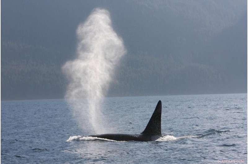 Male Killer Whales Face Higher Mortality Without Strong Social Bonds