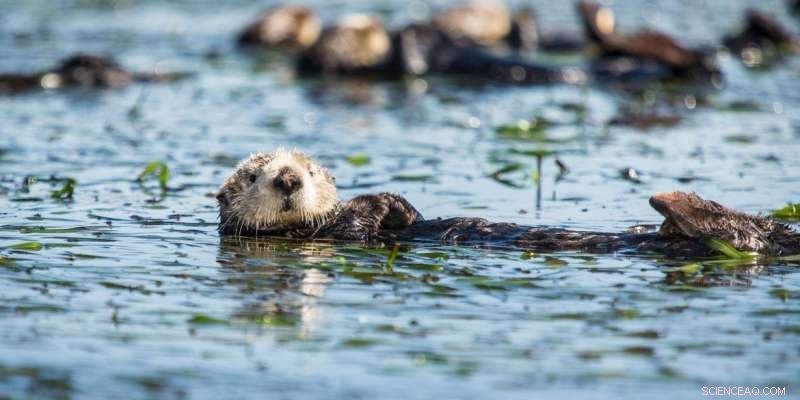Sea Otters  Powerful Jaws Enable Specialized Diets