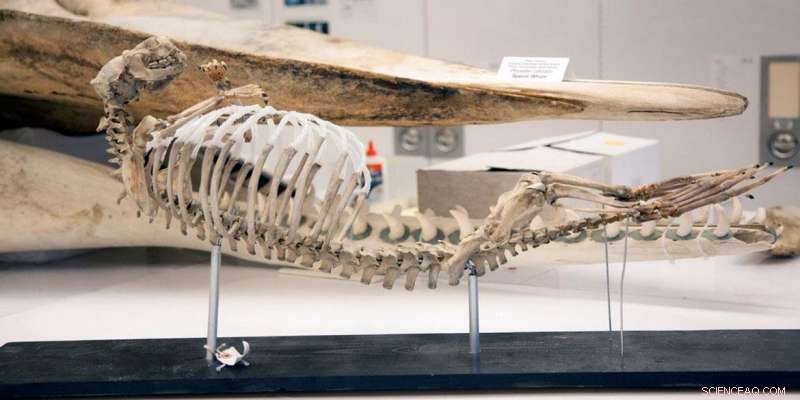 Sea Otters  Powerful Jaws Enable Specialized Diets