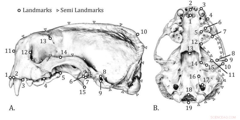 Sea Otters  Powerful Jaws Enable Specialized Diets