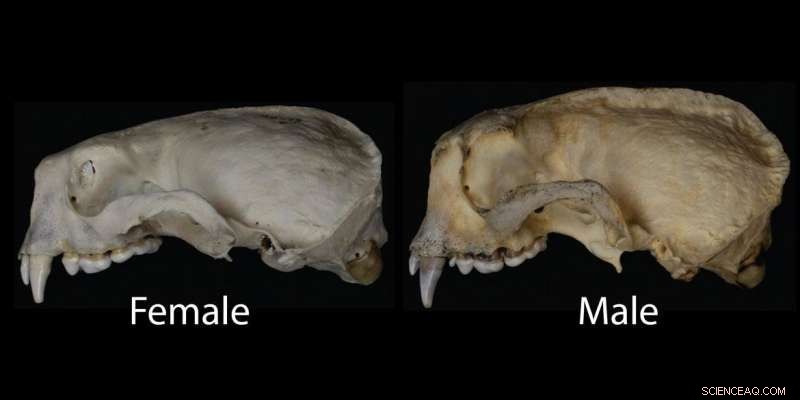Sea Otters  Powerful Jaws Enable Specialized Diets