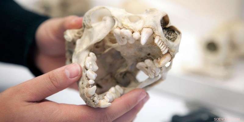 Sea Otters  Powerful Jaws Enable Specialized Diets