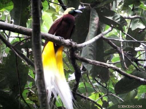 Protecting Indonesia s Birds-of-Paradise: Community-Driven Conservation Efforts