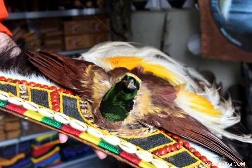 Protecting Indonesia s Birds-of-Paradise: Community-Driven Conservation Efforts