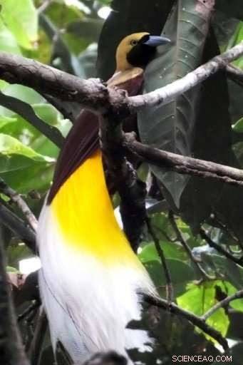 Protecting Indonesia s Birds-of-Paradise: Community-Driven Conservation Efforts