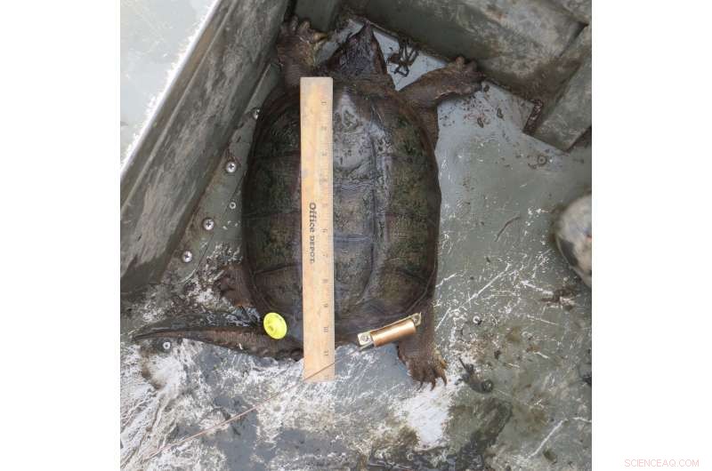New Study Reveals Commercial Harvesting Threatens Snapping Turtle Populations