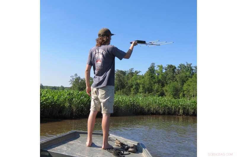 New Study Reveals Commercial Harvesting Threatens Snapping Turtle Populations