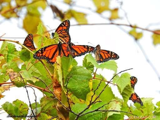 Unexpected Monarch Migration: Large Butterfly Clusters Stranded in Northern Canada