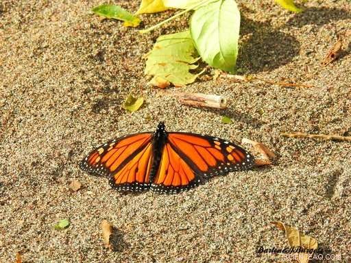 Unexpected Monarch Migration: Large Butterfly Clusters Stranded in Northern Canada