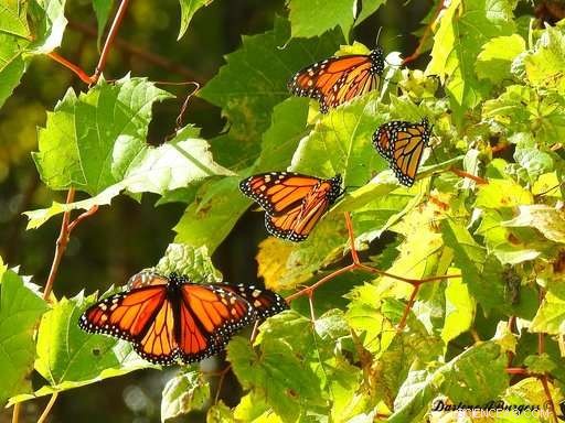 Unexpected Monarch Migration: Large Butterfly Clusters Stranded in Northern Canada