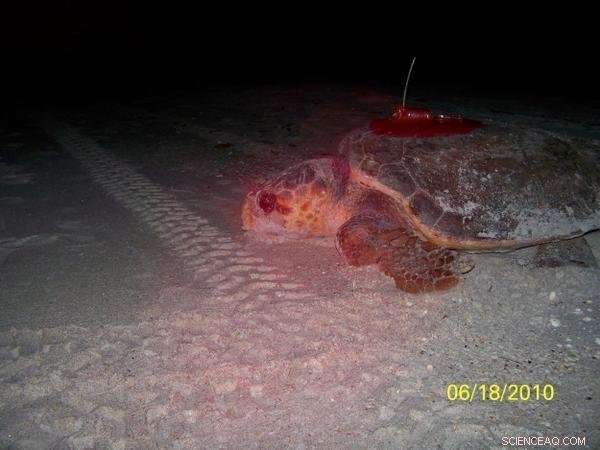 Sea Turtle Eleanor Survives Tropical Storm, Showing Remarkable Resilience
