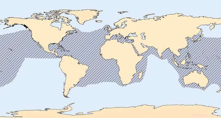 Sea Turtle Eleanor Survives Tropical Storm, Showing Remarkable Resilience