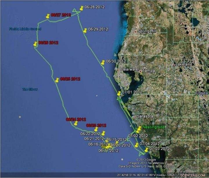 Sea Turtle Eleanor Survives Tropical Storm, Showing Remarkable Resilience