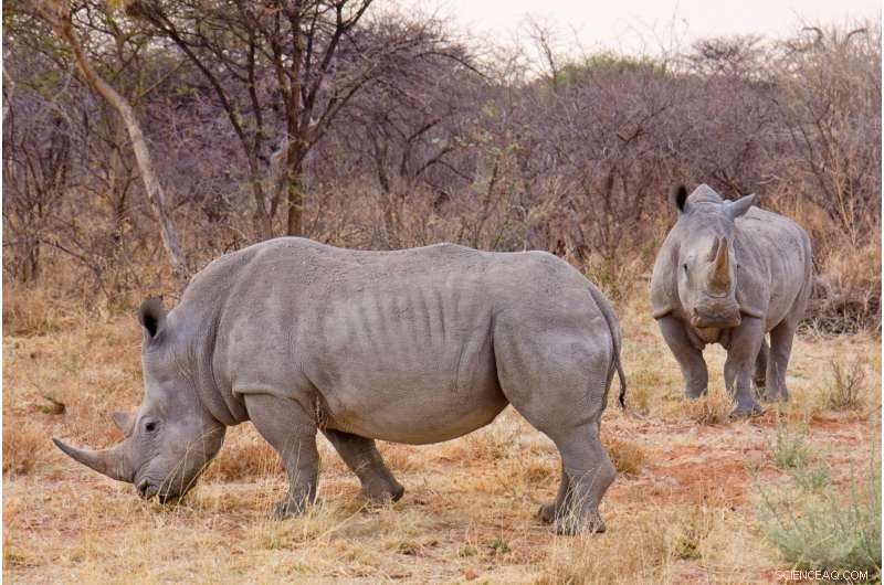 Enhancing Rhino Welfare: Scientific Diet Analysis Boosts Zoo Sustainability