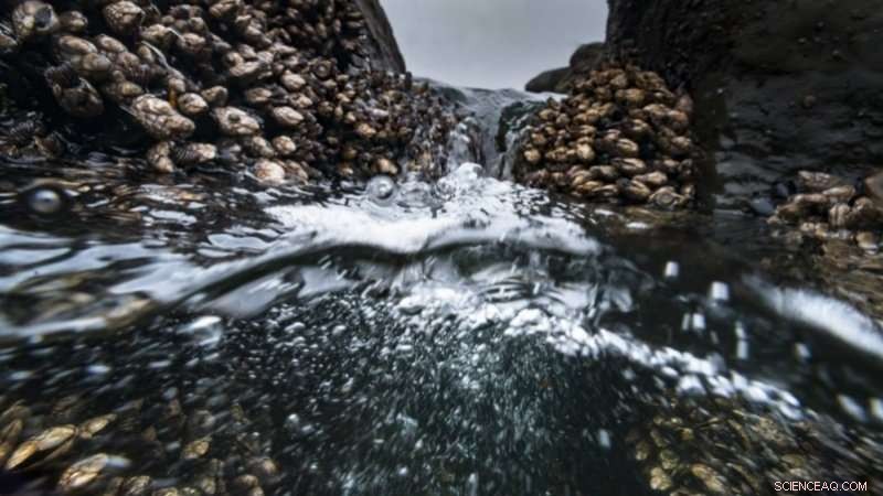 University of Oregon Study Advances Cultivation of Gooseneck Barnacles