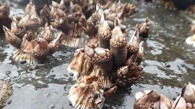 University of Oregon Study Advances Cultivation of Gooseneck Barnacles
