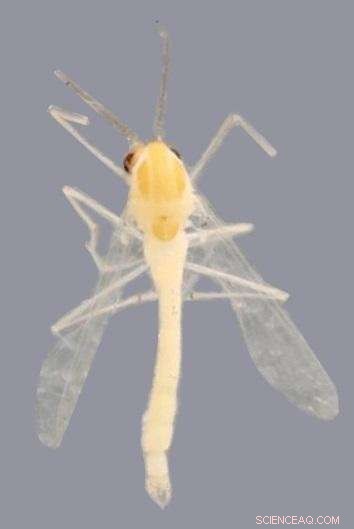 Dr. Xiaolong Lin Unveils 30 New Chironomid Species