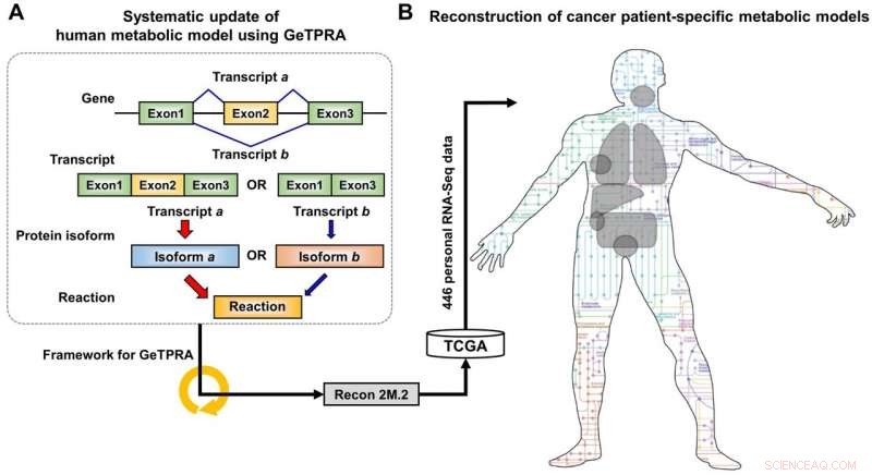 Building an Ultra-Precise Computational Model of Human Metabolism