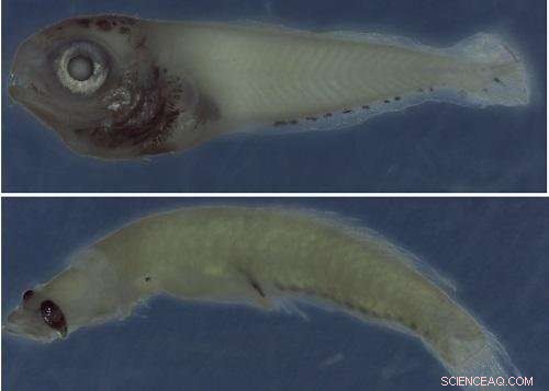 Red Sea Fish Larvae Survey Reveals Yearly Diversity Patterns