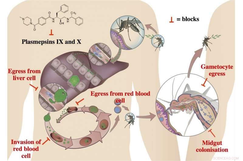 Breakthrough Target Identified to Halt Malaria Parasite – New Therapeutic Hope