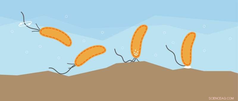 Bacteria Detect Surfaces: A New Insight into Their Tactile Sensing