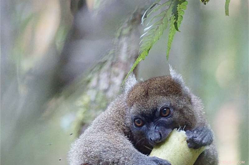 Climate Change Threatens Bamboo Lemurs: Gradual Food Scarcity Endangers Their Survival